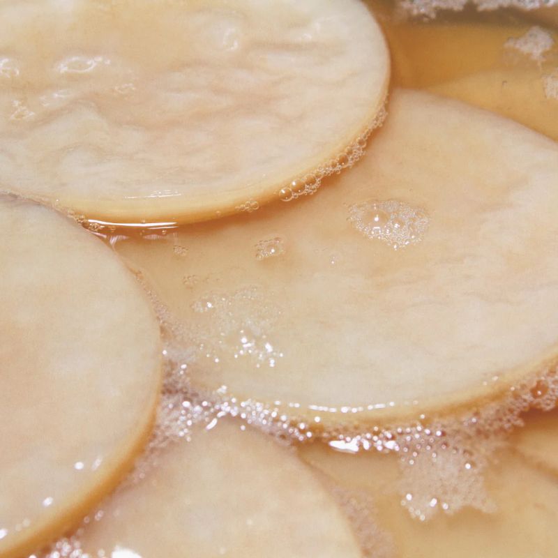 Organic Kombucha SCOBY - Starter Culture