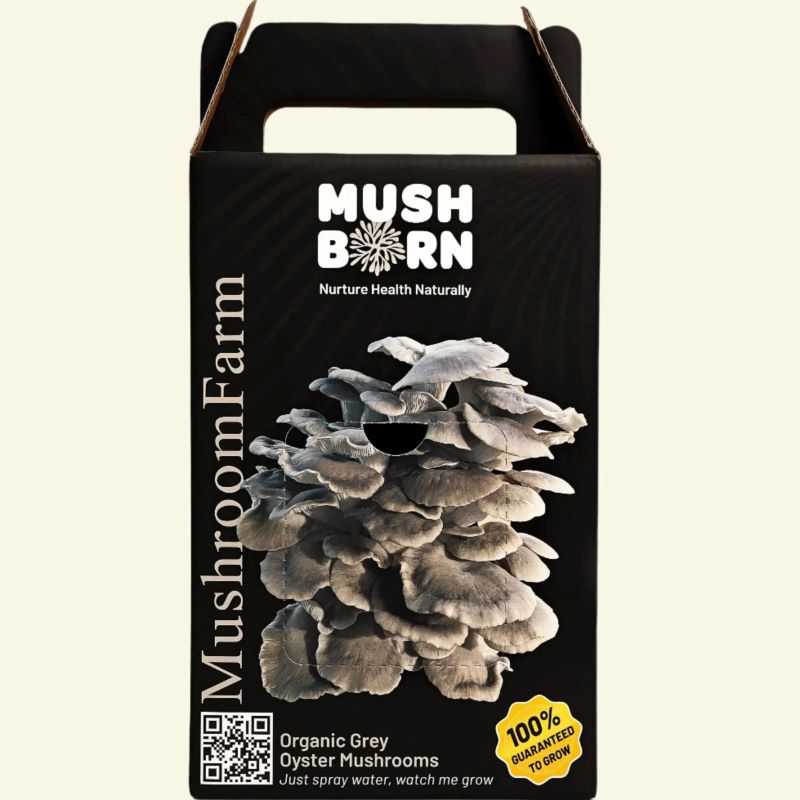 Grey Oyster Grow Kit